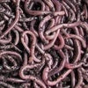 AUSTRALIAN WORM FARMS AFRICAN NIGHT CRAWLER WORMS MEDIUM PACK